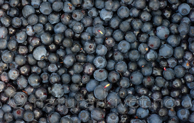 BB 15 0088 / Vaccinium myrtillus / Blåbær